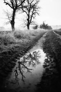 Bald branches reflecting in a puddle Bald branches reflecting in a puddle